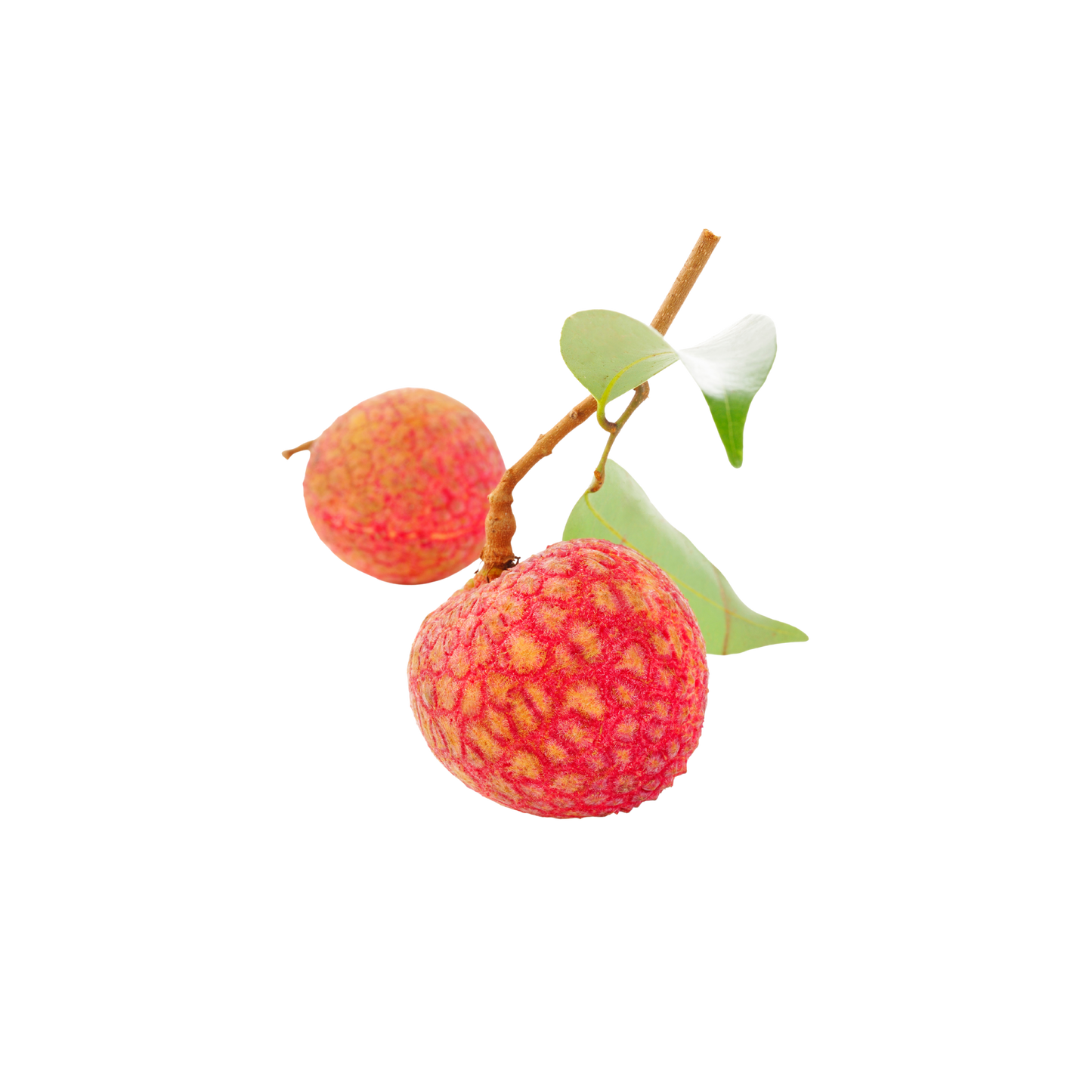 Fresh Lyches – لیچی