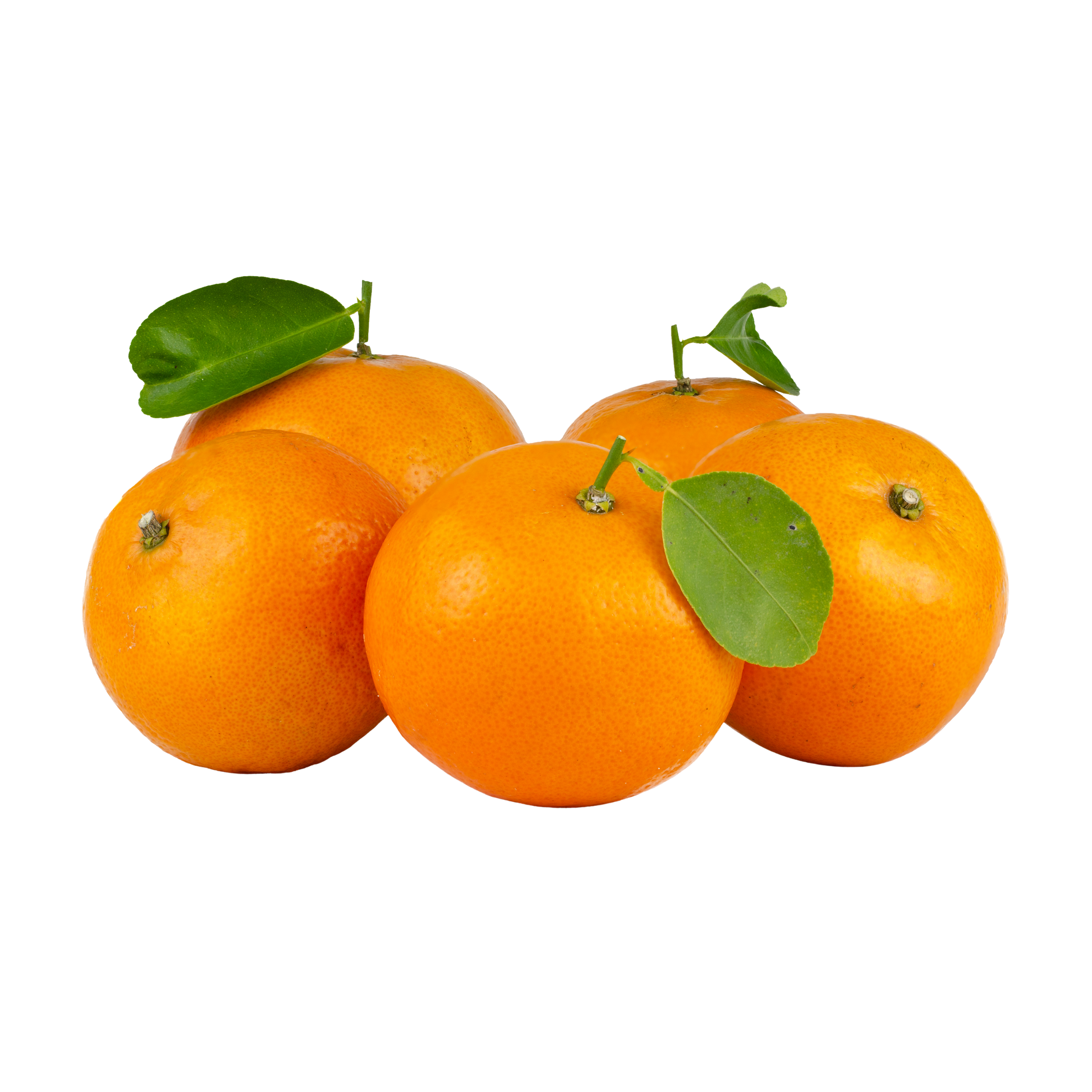 Fresh Orange – کینو