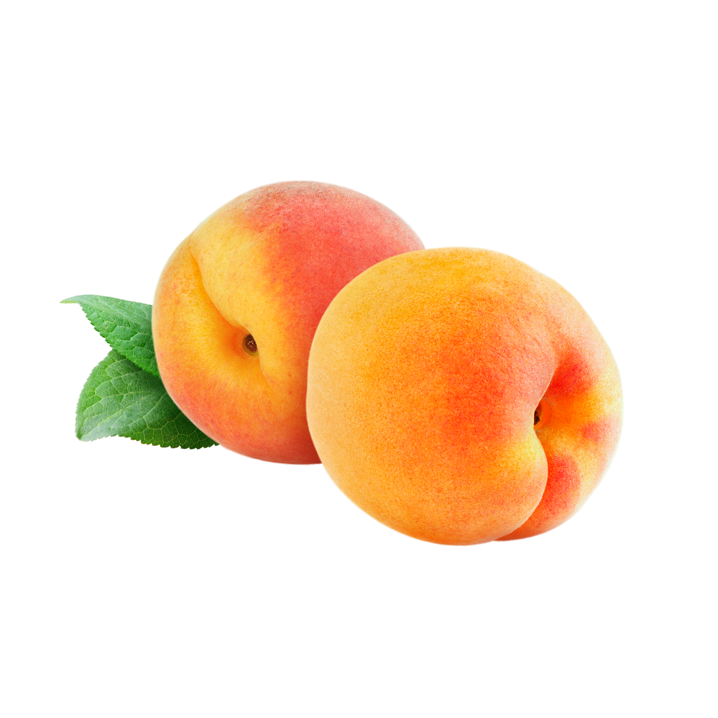Fresh Apricot – خوبانی