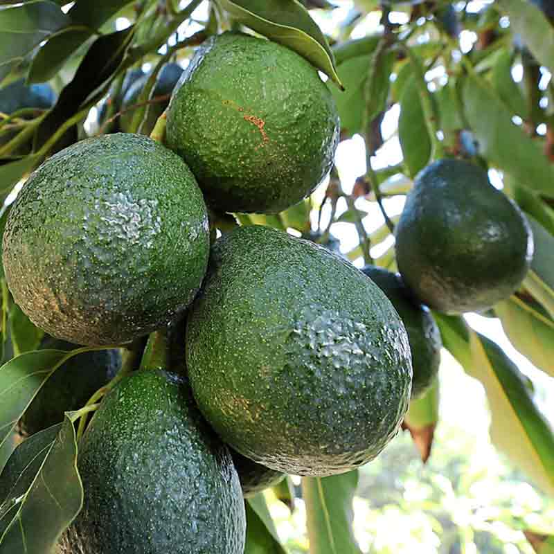 Avacado