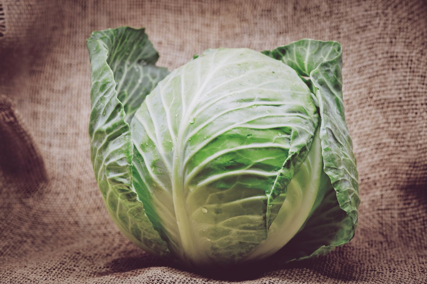 Fresh Green Cabbage
