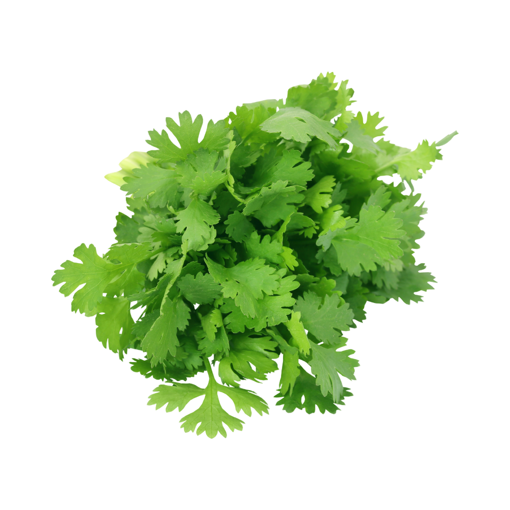 Bunch of fresh green cilantro leaves on a white background