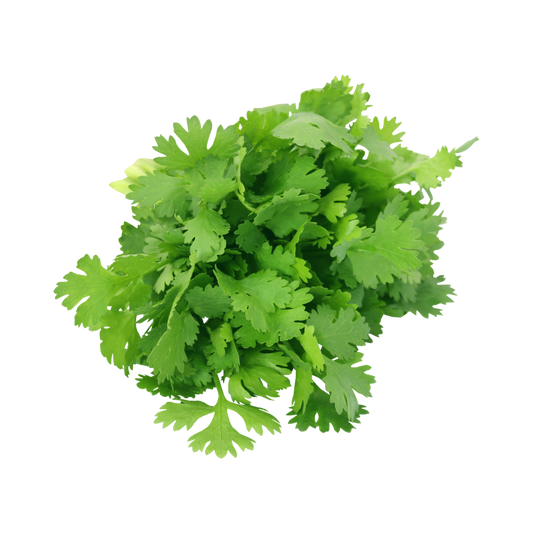Bunch of fresh green cilantro leaves on a white background