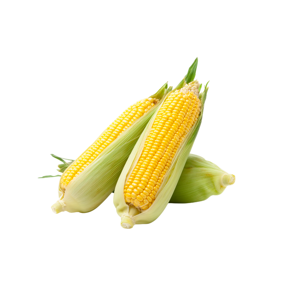 Two ears of corn on the cob with green husks on a white background