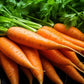Fresh Orange Carrots