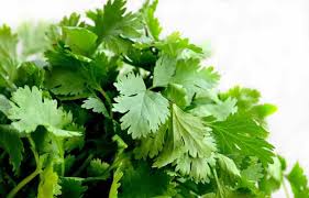 Green coriander 1 bunch- سبز دھنیا
