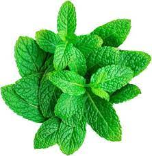Mint (1 small bunch) پودینہ