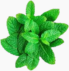 Close-up of green mint leaves