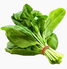 Bunch of fresh green spinach leaves on a white background